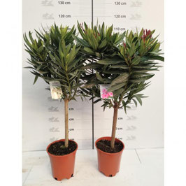 LAURIER ROSE QUART DE TIGE - NERIUM OLEANDER