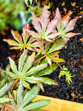 ACER PALMATUM "RED PYGMY"