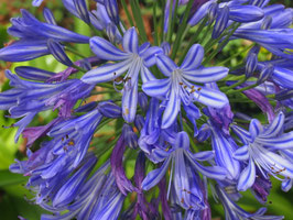 AGAPANTHES DE COLLECTION