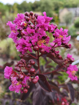 LAGERSTROEMIA INDICA "BLACK DIAMOND SHELL PINK" - LILAS DES INDES