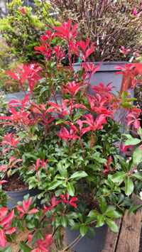 PIERIS JAPONICA - 2 VARIÉTÉS