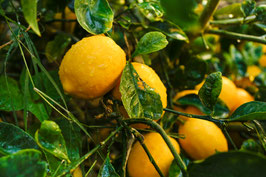 CITRONNIER DE MEYER DEMI-TIGE - CITRUS x MEYERI