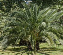 BUTIA CAPITATA