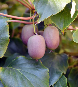 KIWAÏ FEMELLE "JUMBO RED" ¤