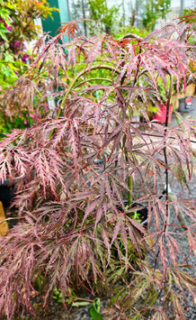 ACER PALMATUM DISSECTUM GARNET ¤