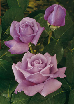 ROSIER CHARLES DE GAULLE ® Meilanein ¤