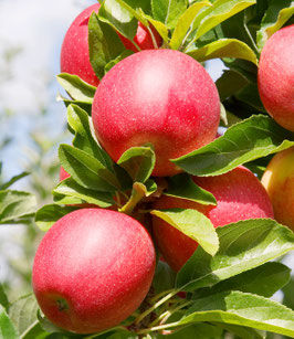 POMMIER "ROYAL GALA" EN DEMI-TIGE ¤