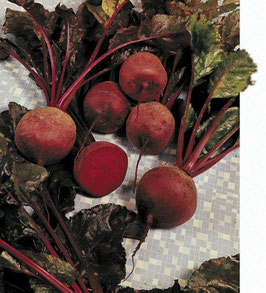 BETTERAVE ROUGE - BARQUETTE DE 6 PLANTS