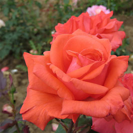 ROSIER PRINCE KLAUSS ® ¤