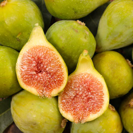 FICUS CARICA TOUFFE - 4 VARIÉTÉS AU CHOIX ¤