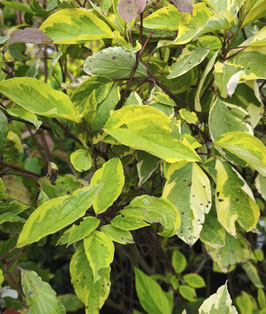 CORNUS ALBA GOUCHAULTII ¤