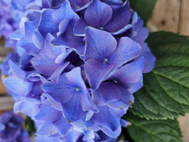 HYDRANGEA MACROPHYLLA "ENDLESS SUMMER" ¤
