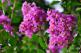 LAGERSTROEMIA INDICA "PECHARMANT"- LILAS DES INDES ¤