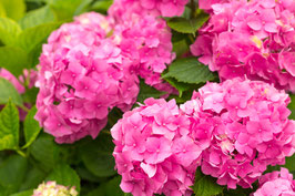 HYDRANGEA MACROPHYLLA "ENDLESS SUMMER" ~~