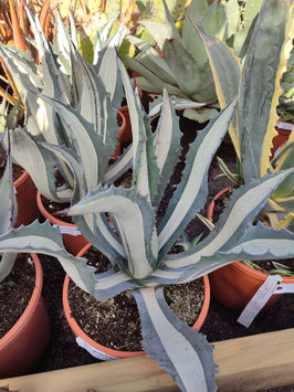 AGAVE SPECTABILIS MEDIOPICTA