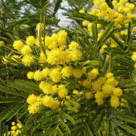 ACACIA DEALBATA - MIMOSA TOUFFE ~~