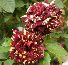 ROSIER ABRACADABRA® KORDES ROSEN