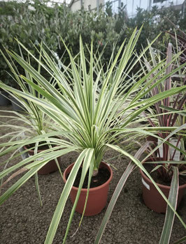 CORDYLINE AUSTRALIS "LIME PASSION"