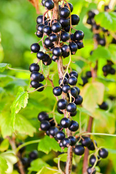 CASSISSIER "LITTLE BLACK SUGAR"