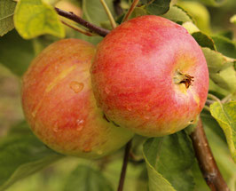 POMMIER "REINE DES REINETTES" EN QUENOUILLE / RACINES NUES ?