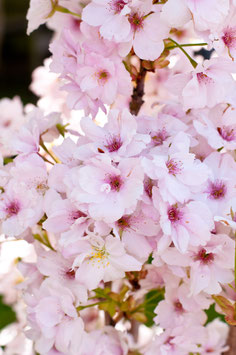PRUNUS INCISA "OSHIDORI" - CERISIER À FLEURS DU JAPON NAIN