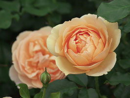 ROSIER "DOLCE VITA® DELCENTORA"