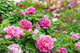 PIVOINES SUFFRUTICOSA - PIVOINES ARBUSTIVES