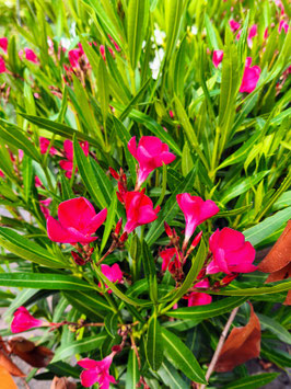LAURIER ROSE - NERIUM OLEANDER