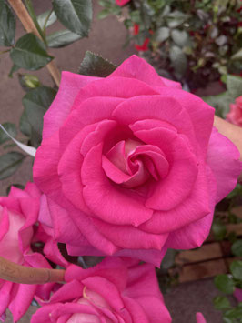 ROSIERS GRIMPANTS - DIVERSES VARIÉTÉS