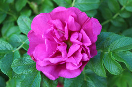 ROSA RUGOSA - ROSIER RUGUEUX