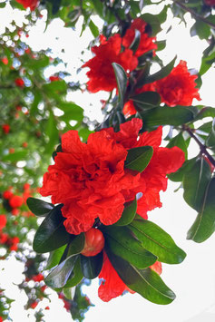 PUNICA GRANATUM RUBRA PLENA - GRENADIER À FLEUR