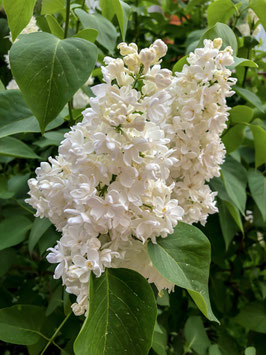 LILAS COMMUN "MADAME LEMOINE" - SYRINGA VULGARIS