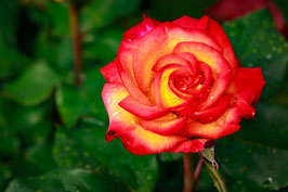 Rosier FLAMINA® CHEWIZARD
