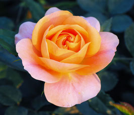 ROSIER ISABELLE AUTISSIER® -