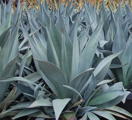 AGAVE FRANZOSINII ~~