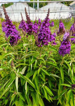 BUDDLEJA NAIN "BUTTERFLY CANDY® LITTLE PURPLE"