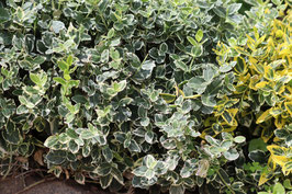 EUONYMUS FORTUNEI "EMERALD AND GAIETY" - FUSAIN RAMPANT