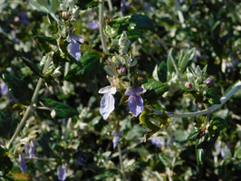 TEUCRIUM FRUTICANS - GERMANDRÉE ¤