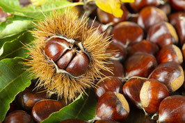 CHATAÎGNIER - CASTANEA SATIVA ?