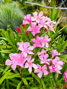 LAURIER ROSE - NERIUM OLEANDER