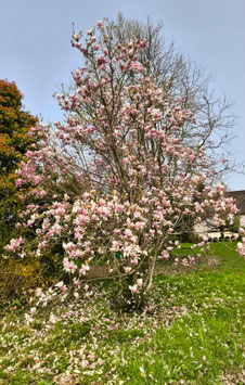 MAGNOLIA x SOULANGEANA ~~