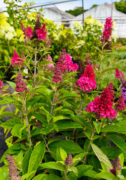 BUDDLEJA NAIN "BUTTERFLY CANDY® LITTLE RUBY"
