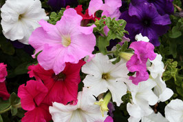 PETUNIA À MASSIF - BARQUETTE DE 10 PLANTS -