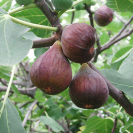 FIGUIER - FICUS CARICA