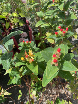 HYPERICUM INODORUM "MAGICAL RED FAME®"