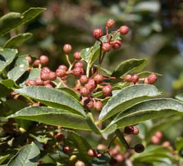 ZANTHOXYLUM PIPERITUM ~~
