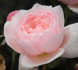 ROSIER GILLES DE BRISSAC® -