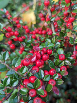 COTONEASTER PROCUMBENS STREIB'S FINDLING - COTONEASTER RAMPANT ¤