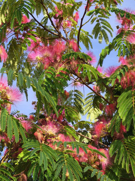 ALBIZIA JULIBRISSIN -