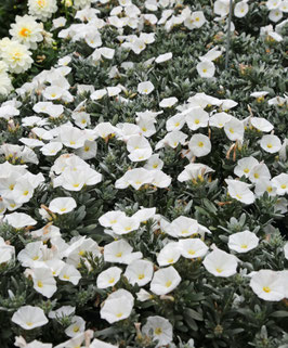 CONVOLVULUS CNEORUM